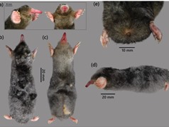 Phát hiện loài chuột chũi mới cho khoa học